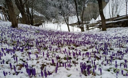 На Міжгірщині під снігом квітнуть крокуси (фото)