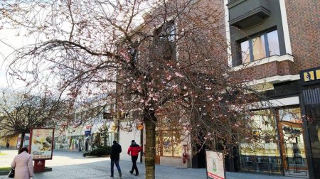 На Закарпатті розпускаються сакури (фото)