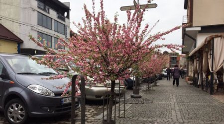 Весна в Ужгороді: дерева починають квітнути