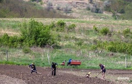 Названа середня вартість гектара української землі Названа середня вартість гектара української землі