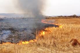 Еколог Закарпаття розповів про небезпеку виникнення хвороб через спалювання сухої трави (відео)