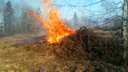 На Закарпатті за добу виникло 36 пожеж в екосистемах