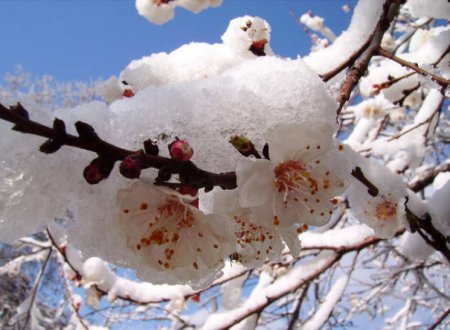 На Закарпаття йдуть снігопади і мороз: штормове попередження – можуть загинути плодові