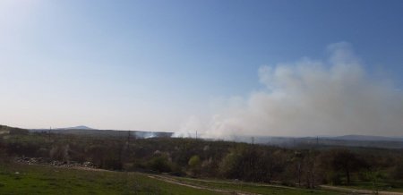 На Виноградівщині горить ліс (Фото)