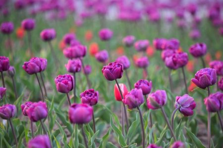 Ще одна квітуча родзинка: в Ужгороді масово цвітуть тюльпани (відео)