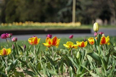 В Ужгороді п’яні романтики пообривали тюльпани з клумби у центрі міста (фото)