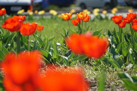 В Ужгороді п’яні романтики пообривали тюльпани з клумби у центрі міста (фото)