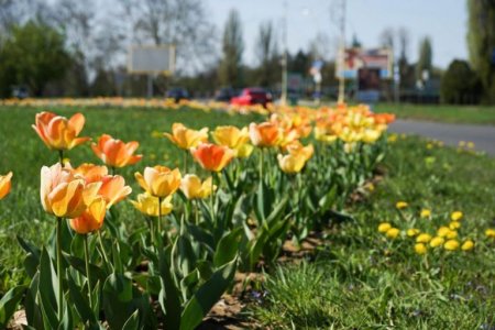 В Ужгороді п’яні романтики пообривали тюльпани з клумби у центрі міста (фото)