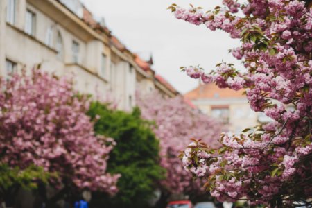 Ужгород -  пік цвітіння рожевих дерев (відео)