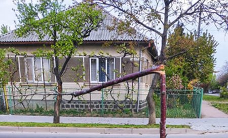 В Ужгороді на одній із вулиць вандали знищили молоді дерева сакур (фото)