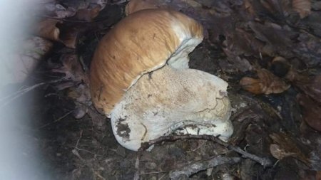 Грибний сезон розпочато: з’явились перші білі гриби (фото)