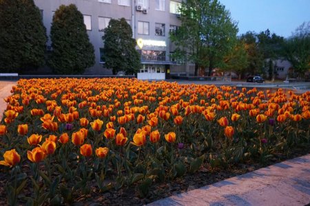 Ужгород – маленька Голландія: як квітне місто (фото)