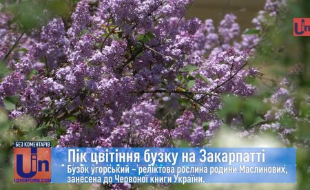 Закарпаття замайоріло новими барвами: пік цвітіння бузку (відео)