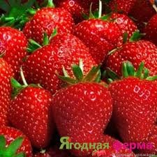 Перша закарпатська ягода вже на прилавках ринків (відео)