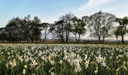 Долину нарцисів та Озеро Синевир відкрили для відвідувачів (фото)
