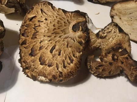Мешканці Рахівщини почали збирати делікатесні гриби, що ростуть на дереві - пістряки