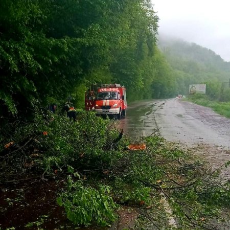Перечинські рятувальники прибрали впале дерево з автошляху