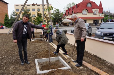 Тересвянці висадили сакури у сквері в центрі селища