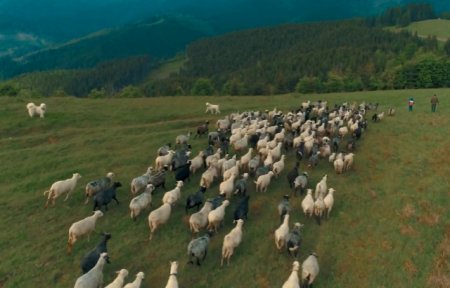 На Міжгірщині відбулися традиційні проводи овець на полонину