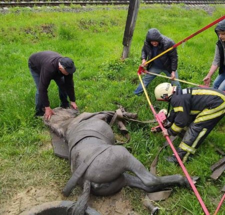 На Тячівщині виявили коня в  каналізаційному люці (фото)