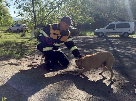Закарпатські рятувальники врятували собаку, яка застрягла на горищі 