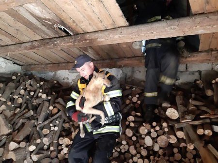 Закарпатські рятувальники врятували собаку, яка застрягла на горищі 