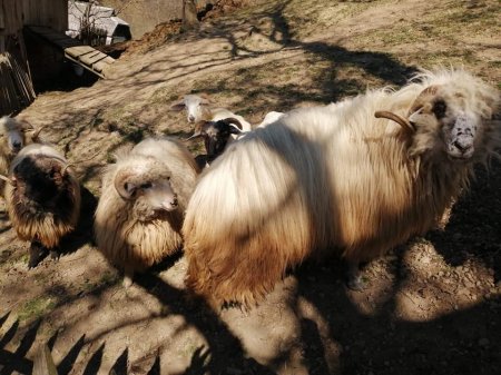 У гірських селах Рахівщини розпочалася масова стрижка овець (ФОТО)