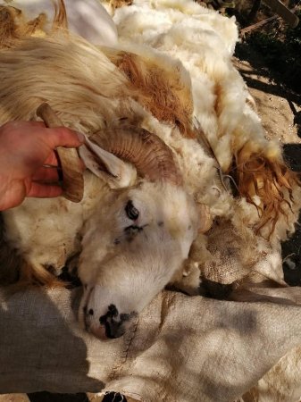 У гірських селах Рахівщини розпочалася масова стрижка овець (ФОТО)