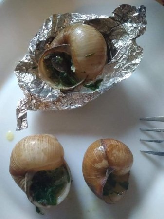 На Рахівщині равликів поїдають як екологічно чистий та дієтичний продукт (Фото)