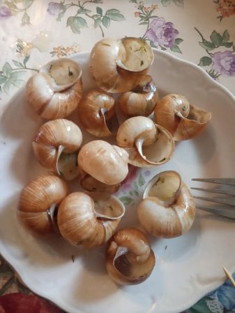 На Рахівщині равликів поїдають як екологічно чистий та дієтичний продукт (Фото)