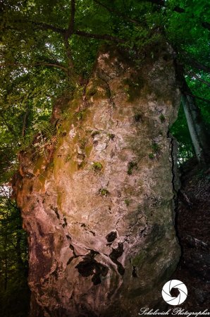 Карпатський біосферний заповідник поділився неймовірними фото нашого лісу