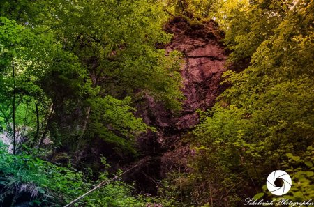 Карпатський біосферний заповідник поділився неймовірними фото нашого лісу