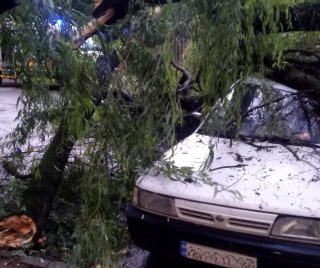 Закарпатська область: рятувальники ліквідовували наслідки падіння дерев