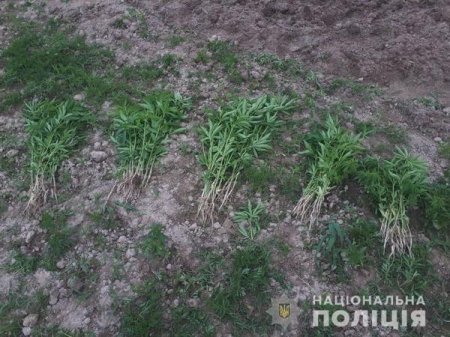 Три гектари коноплі виявили правоохоронці на Виноградівщині (фото)