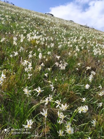 Ви не повірите: у горах Рахівщині рясно цвітуть дикі нарциси (Фото)