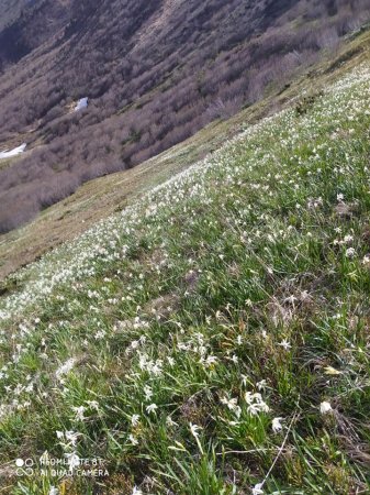Ви не повірите: у горах Рахівщині рясно цвітуть дикі нарциси (Фото)