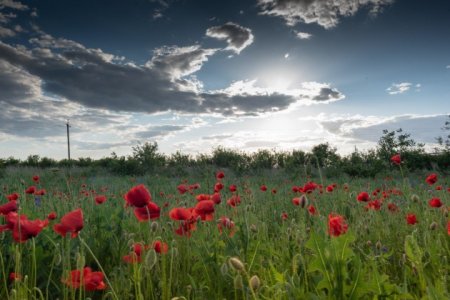 У Мукачеві на площі в кілька гектарів квітнуть дикі маки