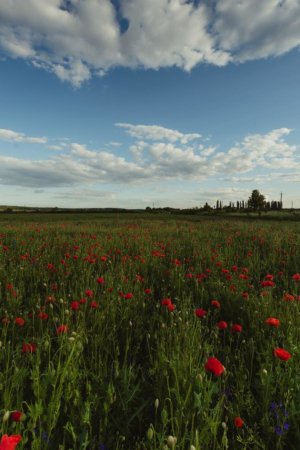 У Мукачеві на площі в кілька гектарів квітнуть дикі маки