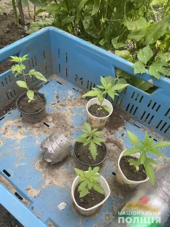 Поліцейські викрили виноградівця, який вирощував та готував до споживання марихуану