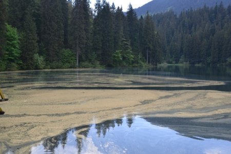 Дивовижний  Синевир: озеро вкрите смерековим пилком (фотофакт)