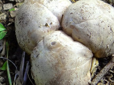 На Закарпатті ростуть найдорожчі у світі гриби - трюфелі