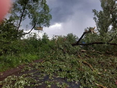 На Тячівщині через негоду дерево впало на дорогу