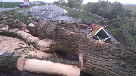 Чопські рятувальники ліквідували наслідки падіння дерева