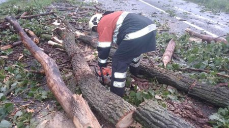 Чопські рятувальники ліквідували наслідки падіння дерева
