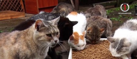 У колибі на Міжгірщині розслабитися туристам допомагають сотні котів (ВІДЕО)
