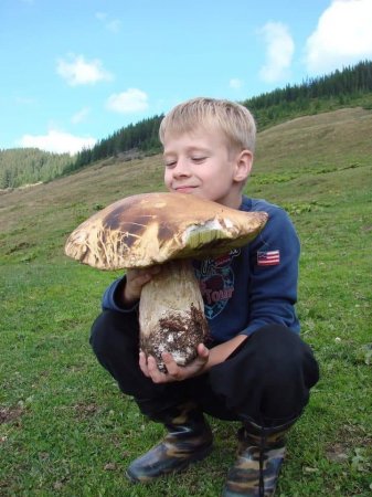 На Закарпатті знайшли гриб-гігант (фото)