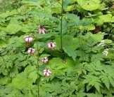 На Синевирському озері розцвіла лісова лілія (Фото)