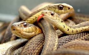 В Карпатах натрапили на зміїне кубло (ВІДЕО)