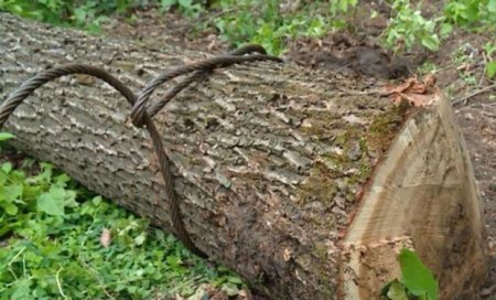 На Рахівщині виявлена незаконна вирубка 700 дерев