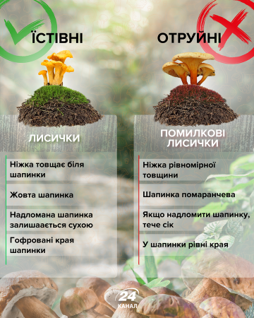 Як відрізнити отруйний гриб від їстівного – інфографіка